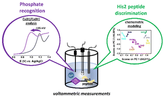 Graphical abstract: Dual mode of voltammetric studies on Cu(ii) complexes of His2 peptides: phosphate and peptide sequence recognition