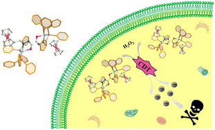 Graphical abstract: A triphenylphosphine coordinated Cu(i) Fenton-like agent with ferrocene moieties for enhanced chemodynamic therapy