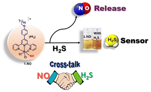 Graphical abstract: A ruthenium nitrosyl complex-based highly selective colorimetric sensor for biological H2S and H2S–NO cross-talk regulated release of NO