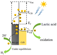 Graphical abstract: Ultrafast charge separation in a WC@C/CdS heterojunction enables efficient visible-light-driven hydrogen generation