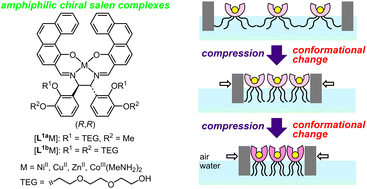 Graphical abstract: Synthesis of amphiphilic chiral salen complexes and their conformational manipulation at the air–water interface