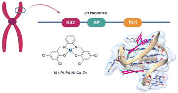 Graphical abstract: Salphen metal complexes as potential anticancer agents: interaction profile and selectivity studies toward the three G-quadruplex units in the KIT promoter
