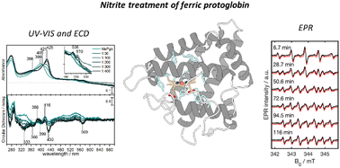Graphical abstract: Interaction of nitrite with ferric protoglobin from Methanosarcina acetivorans – an interesting model for spectroscopic studies of the haem–ligand interaction