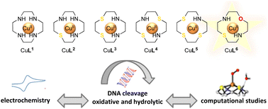 Graphical abstract: Experimental and computational investigation of heteroatom substitution in nucleolytic Cu(ii) cyclen complexes for balancing stability and redox activity