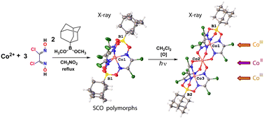 Graphical abstract: Synthesis, crystal polymorphism and spin crossover behavior of adamantylboron-capped cobalt(ii) hexachloroclathrochelate and its transformation into the CoIIICoIICoIII-bis-macrobicyclic derivative