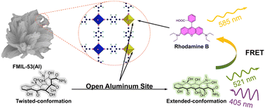 Graphical abstract: Conformational transition-induced simultaneous fluorescence enhancement of oxytetracycline and rhodamine B under a single excitation wavelength