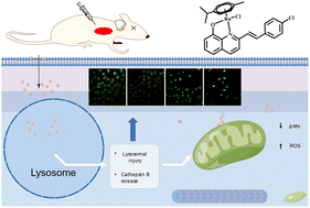 Graphical abstract: In vitro and in vivo antitumor activity of novel half-sandwich ruthenium complexes containing quinoline derivative ligands