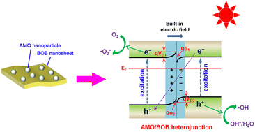 Graphical abstract: Construction of a Z-scheme Ag2MoO4/BiOBr heterojunction for photocatalytically removing organic pollutants