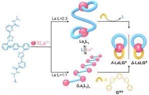 Graphical abstract: Dinuclear mono-bridged or polymeric lanthanide complexes from one ligand: structural transformation and chiral induction