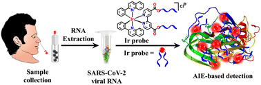 Graphical abstract: COVID-19 detection using AIE-active iridium complexes