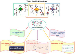 Graphical abstract: Revelation of potential bioactive water-soluble Boc-l-valine and imidazole appended metal complexes {M = Co(ii), Cu(ii) & Zn(ii)}: synthesis, characterization, ct-DNA binding, pBR322 cleavage, SOD mimetic, and cytotoxicity studies