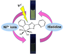 Graphical abstract: A neutral mononuclear rhenium(i) complex with a rare in situ-generated triazolyl ligand for the luminescence “turn-on” detection of histidine