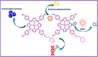 Graphical abstract: New AB3-type porphyrins with piperidine and morpholine motifs; synthesis and photo-physicochemical and biological properties