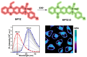 Graphical abstract: Fluorescent phenothiazine-fused boron complexes for ratiometric hypochlorite imaging