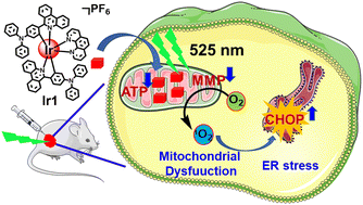 Graphical abstract: Near-infrared AIE-active phosphorescent iridium(iii) complex for mitochondria-targeted photodynamic therapy