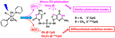 Graphical abstract: Differentiated oxidation modes of guanine between CpG and 5mCpG by a photoactivatable Pt(iv) anticancer prodrug
