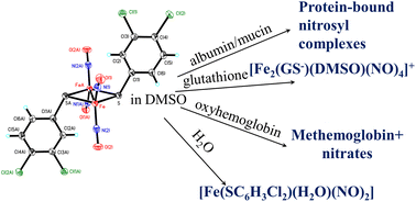 Graphical abstract: A nitrosyl iron complex with 3.4-dichlorothiophenolyl ligands: synthesis, structures and its reactions with targets – carriers of nitrogen oxide (NO) in vivo