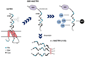 Graphical abstract: Properties of recombinant extracellular N-terminal domain of human high-affinity copper transporter 1 (hNdCTR1) and its interactions with Cu(ii) and Ag(i) ions