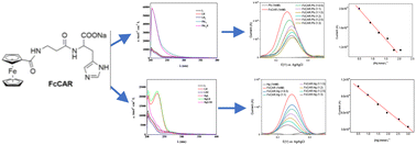 Graphical abstract: Thermodynamic and voltammetric study on carnosine and ferrocenyl-carnosine