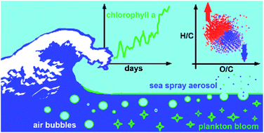 Graphical abstract: Probing the impact of a phytoplankton bloom on the chemistry of nascent sea spray aerosol using high-resolution mass spectrometry