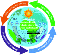 Graphical abstract: Global potential of algae-based photobiological hydrogen production