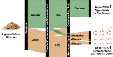 Graphical abstract: An effective strategy to produce highly amenable cellulose and enhance lignin upgrading to aromatic and olefinic hydrocarbons