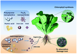 Graphical abstract: Phytotoxicity of binary nanoparticles and humic acid on Lactuca sativa L.