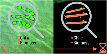 Graphical abstract: Early and late cyanobacterial bloomers in a shallow, eutrophic lake