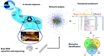 Graphical abstract: RNA-seq reveals potential gene biomarkers in fathead minnows (Pimephales promelas) for exposure to treated wastewater effluent