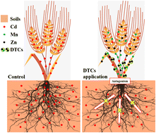 Graphical abstract: Foliar application of three dithiocarbamates inhibits the absorption and accumulation of Cd in wheat