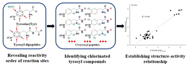 Graphical abstract: Identification of chlorinated products from tyrosine and tyrosyl dipeptides during chlorination: a computational study