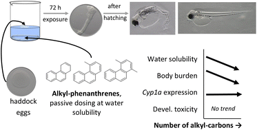 Graphical abstract: Alkyl-phenanthrenes in early life stage fish: differential toxicity in Atlantic haddock (Melanogrammus aeglefinus) embryos