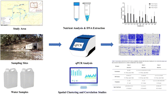 Graphical abstract: Fecal pollution source characterization in the surface waters of recharge and contributing zones of a karst aquifer using general and host-associated fecal genetic markers