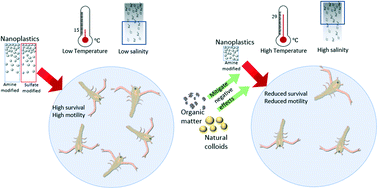 Graphical abstract: Toxicity of nanoplastics to zooplankton is influenced by temperature, salinity, and natural particulate matter