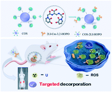 Graphical abstract: Decorporation of uranyl in kidneys using an engineered nanocomposite