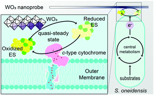 Graphical abstract: Evaluating effectiveness of electron shuttles in environments with a WO3 nanoprobe