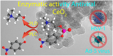 Graphical abstract: How the surface chemical properties of nanoceria are related to its enzyme-like, antiviral and degradation activity