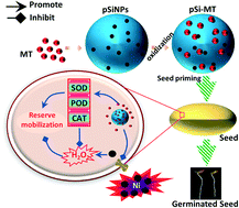 Graphical abstract: A silicon particle-based courier promotes melatonin-mediated seed tolerance to nickel toxicity in rice