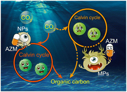 Graphical abstract: Single and combined exposure to micro(nano)plastics and azithromycin disturbing the photosynthetic carbon fixation of Synechocystis sp.