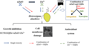 Graphical abstract: Single and combined nanotoxicity of ZnO nanoparticles and graphene quantum dots against the microalga Heterosigma akashiwo