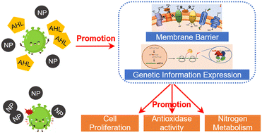 Graphical abstract: Exogenous N-acyl-homoserine lactone-based quorum sensing regulation benefits Nitrosomonas europaea resistance to CeO2 nanoparticle acute stress