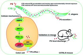 Graphical abstract: Cyanidin-3-O-glucoside reduces nanopolystyrene-induced toxicity and accumulation: roles of mitochondrial energy metabolism and cellular efflux