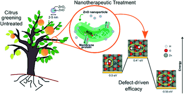 Graphical abstract: Engineered zinc oxide-based nanotherapeutics boost systemic antibacterial efficacy against phloem-restricted diseases