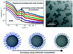 Graphical abstract: Structure and transport of polystyrene-b-poly(acrylic acid) micelles incorporating uranyl carbonate: a model for NOM–U(vi) colloids