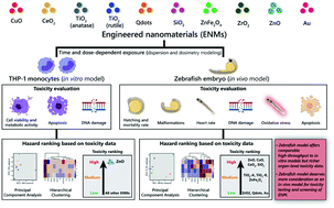Graphical abstract: Toxicity screening and ranking of diverse engineered nanomaterials using established hierarchical testing approaches with a complementary in vivo zebrafish model