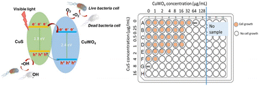 Graphical abstract: Optimizing the synergistic effect of CuWO4/CuS hybrid composites for photocatalytic inactivation of pathogenic bacteria