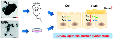 Graphical abstract: Particulate matter induces airway epithelial barrier dysfunction in vivo and in vitro: from a more realistic inhalation scenario