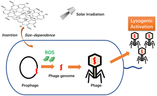 Graphical abstract: Photoexcited graphene oxides activate silent viruses in bacteria with dependency on their sizes