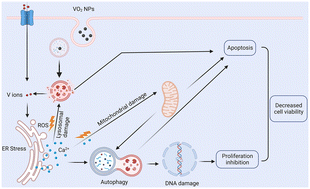 Graphical abstract: Cytotoxicity and RNA-sequencing analysis of macrophages after exposure to vanadium dioxide nanoparticles