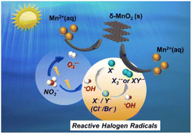 Graphical abstract: Reactive halogen radicals in saline water promote photochemically-assisted formation of manganese oxide nanosheets
